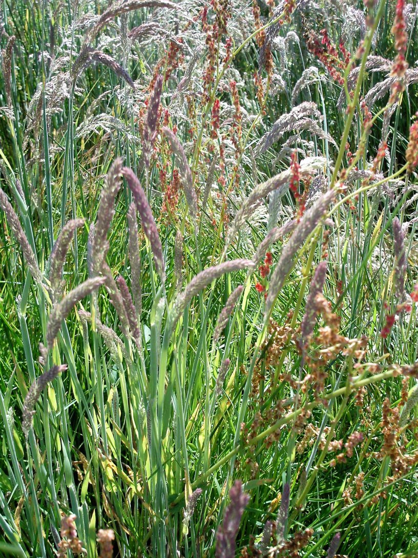 Devon summer grasses in culm meadow