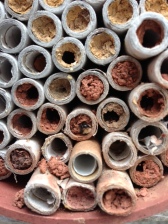 Bee-tubes with bee emerging from centre tube