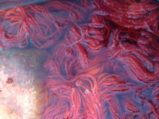 Yarn dyeing in Devon water