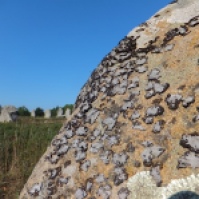 Orchil lichen on stone at Carnac