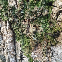 Lobaria pulmonaria, or lungwort. This lichen is endangered and should not be used for dyeing
