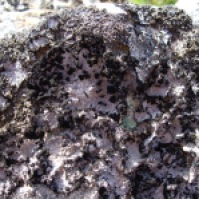 Lasallia pustulata: an orchil lichen